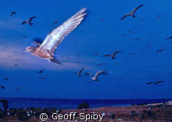 the birds of Layang-Layang by Geoff Spiby 